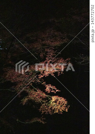 照明されたかえで紅葉 143772702
