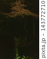 照明されたかえで紅葉 143772710