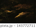 照明されたかえで紅葉 143772711
