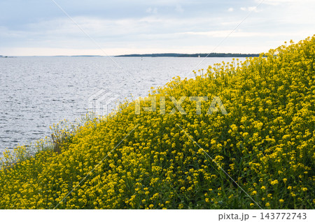 Coastal hillside covered with blooming yellow wildflowers overlooking calm sea in Finland Coastal hillside covered with blooming yellow wildflowers overlooking calm sea in Finland 143772743