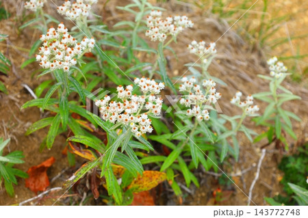 乾いた山肌に自生する白いヤマハハコの花のクローズアップ 乾いた山肌に自生する白いヤマハハコの花のクローズアップ 143772748