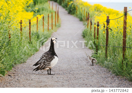 Barnacle Goose Family Crossing Scenic Path Through Blooming Yellow Wildflower Meadow Barnacle Goose Family Crossing Scenic Path Through Blooming Yellow Wildflower Meadow 143772842