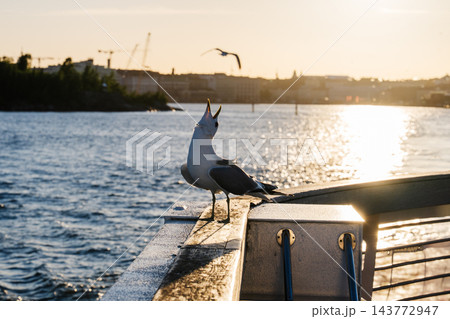 Seagull perched by the Baltic Sea at sunset with Helsinki waterfront skyline and golden evening light in Finland Seagull perched by the Baltic Sea at sunset with Helsinki waterfront skyline and golden evening light in Finland 143772947