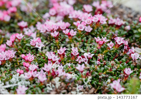 Blooming pink Lapland rosebay flowers covering arctic tundra ground in summer Blooming pink Lapland rosebay flowers covering arctic tundra ground in summer 143773167