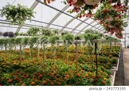 Colorful flowering plants growing inside modern commercial greenhouse 143773195