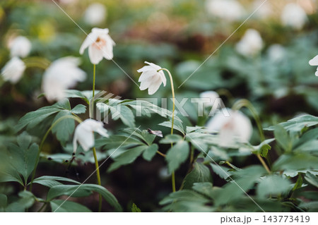 Delicate white wood anemones blooming in spring forest with soft natural light and dreamy bokeh Delicate white wood anemones blooming in spring forest with soft natural light and dreamy bokeh 143773419