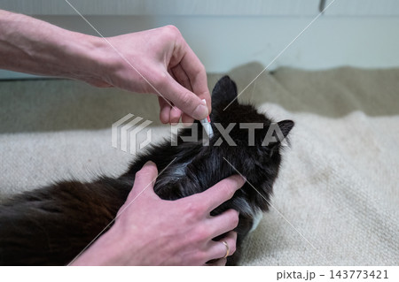 Applying antiparasitic treatment to cat fur for flea and tick prevention during pet care at home 143773421