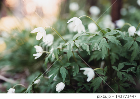 Delicate white wood anemones blooming in spring forest with soft natural light and dreamy bokeh Delicate white wood anemones blooming in spring forest with soft natural light and dreamy bokeh 143773447
