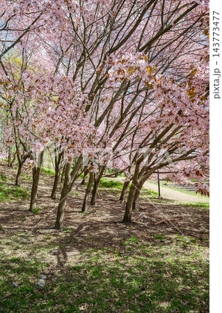 Blooming pink cherry trees in sunny spring park landscape, sakura season nature concept Blooming pink cherry trees in sunny spring park landscape, sakura season nature concept 143773477