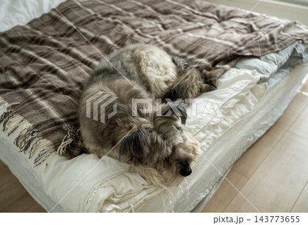 Fluffy dog resting on bed with blanket in cozy home bedroom interior 143773655