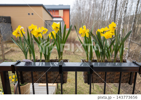 Blooming yellow daffodils in balcony planter, spring flowers decorating modern home exterior Blooming yellow daffodils in balcony planter, spring flowers decorating modern home exterior 143773656