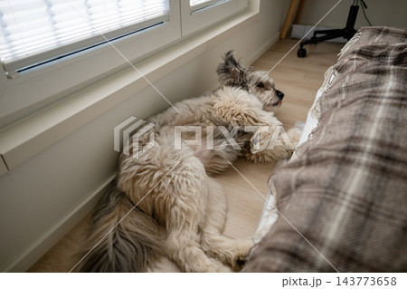 Fluffy dog sleeping on wooden floor near window in cozy home interior Fluffy dog sleeping on wooden floor near window in cozy home interior 143773658