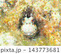 巣穴からひょっこり顔を出すモンツキカエルウオ 石垣島の海 143773681