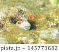 穴から顔をのぞかせるかわいいカエルウオ 石垣島でダイビング 143773682