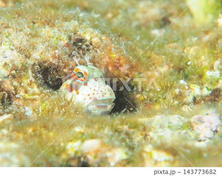 穴から顔をのぞかせるかわいいカエルウオ 石垣島でダイビング 143773682