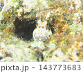 岩の穴に隠れるモンツキカエルウオの正面顔 石垣島の海中 143773683