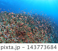 南国の海でダイビング サンゴ礁に群れるオレンジの熱帯魚 西表島 143773684