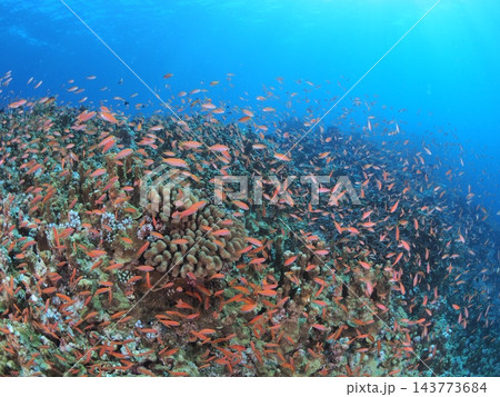 南国の海でダイビング サンゴ礁に群れるオレンジの熱帯魚 西表島 143773684