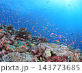 熱帯魚が乱舞する南国のサンゴ礁 西表島の海中風景 143773685