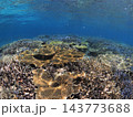 シュノーケルで見る南国の浅瀬のサンゴ礁 西表島 143773688
