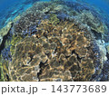 テーブルサンゴと青い枝サンゴが広がる浅瀬 西表島の海 143773689