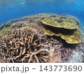 重なり合うテーブルサンゴと枝サンゴの群生 南国の海 西表島 143773690