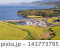 海辺の集落を望む棚田と彼岸花 143773795