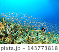 熱帯魚の大群が舞う南国のサンゴ礁 西表島でダイビング 143773818