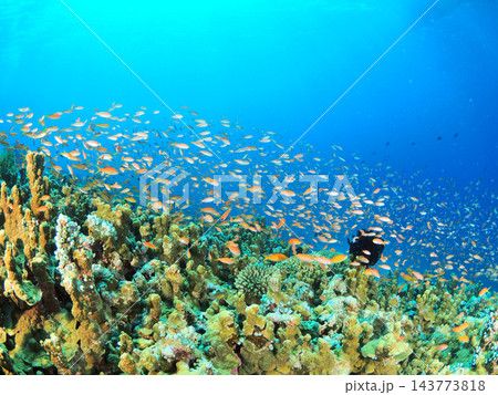 熱帯魚の大群が舞う南国のサンゴ礁 西表島でダイビング 143773818