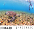 南国の海でシュノーケル ウミガメと出会う体験 西表島 143773820