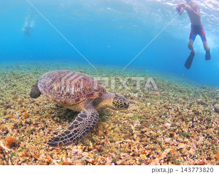 南国の海でシュノーケル ウミガメと出会う体験 西表島 南国の海でシュノーケル ウミガメと出会う体験 西表島 143773820