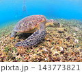 サンゴ礁でくつろぐアオウミガメ シュノーケルで会える南国の海 西表島 143773821