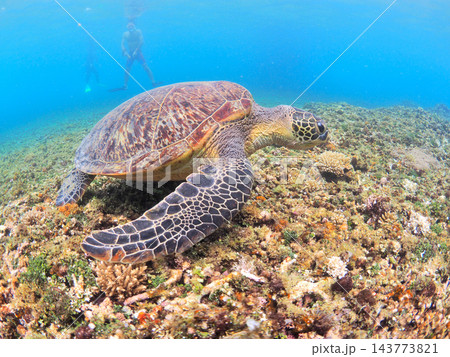 サンゴ礁でくつろぐアオウミガメ シュノーケルで会える南国の海 西表島 143773821