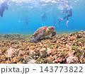 ウミガメと泳ぐシュノーケルツアー 南国の海 西表島 143773822