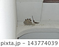 食事持ってきたよ 143774039