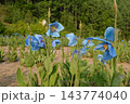 青いケシ 143774040