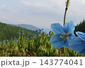 青いケシの花 143774041