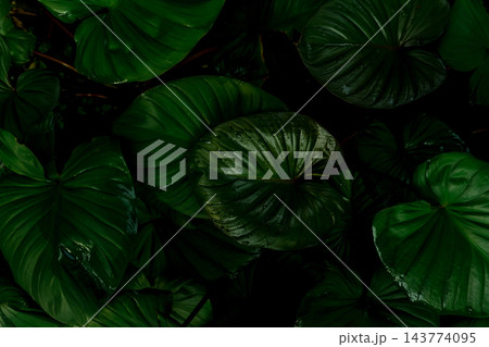 Close up of lush tropical green leaves covered with water droplets after rain in a shaded garden, creating a dark botanical texture background that represents freshness, nature and humid growth. 143774095
