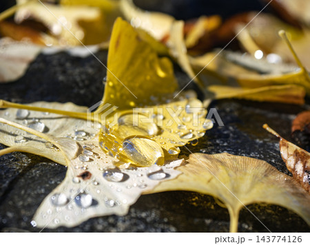 陽光に煌めく水滴とイチョウの黄葉 陽光に煌めく水滴とイチョウの黄葉 143774126
