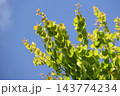 新緑 143774234