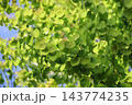 新緑 143774235
