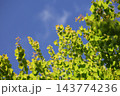 新緑 143774236