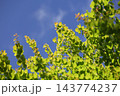 新緑 143774237