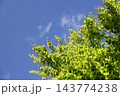 新緑 143774238