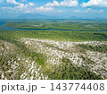 Amazing abundant mangrove forest, Aerial view of forest trees Rainforest ecosystem and healthy environment background, Texture of green trees forest top down, High angle view 143774408