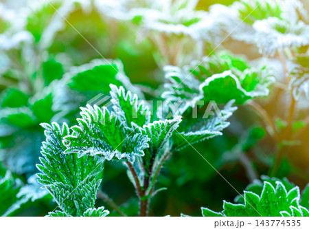 Frosted green leaves in a garden on a cold morning, white ice crystals tracing serrated edges and textured surfaces, sunlight across layered foliage, a natural background of frost and greenery Frosted green leaves in a garden on a cold morning, white ice crystals tracing serrated edges and textured surfaces, sunlight across layered foliage, a natural background of frost and greenery 143774535