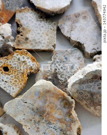 coral fossil collection 143774942
