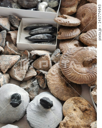 trilobite fossil collection 143774943