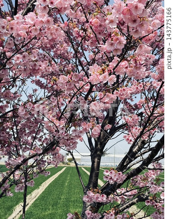 満開のピンクの桜と春の田園風景 143775166