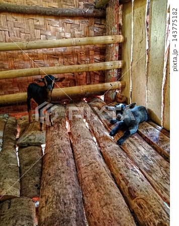 Two baby goats in bamboo barn Two baby goats in bamboo barn 143775182
